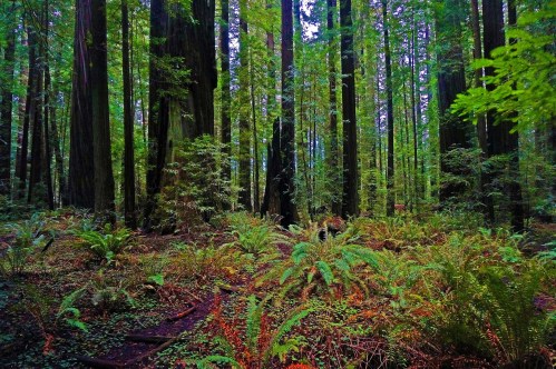 Lush green forest with tall redwood trees and ferns, creating a serene and vibrant natural landscape.