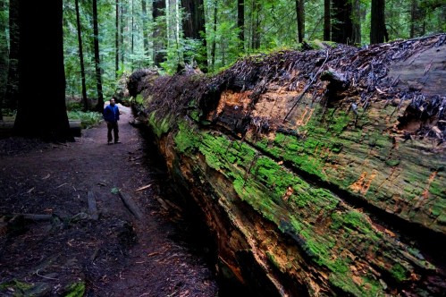 A person stands beside a large fallen tree covered in moss, surrounded by tall green trees in a forest.