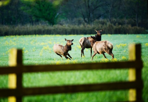 Three elk playfully interact in a green field, with a wooden fence in the foreground.