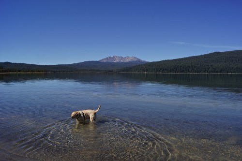 A dog wades in a clear lake with mountains and a forest in the background under a bright blue sky.