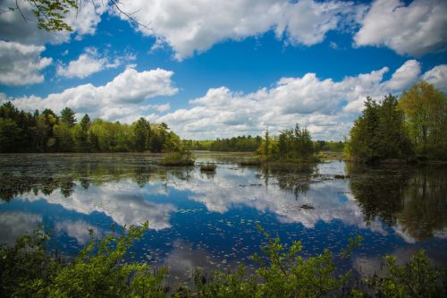A serene lake surrounded by lush greenery and trees, reflecting a blue sky with fluffy white clouds.