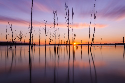 Silhouetted trees rise from calm water at sunset, with vibrant purple and orange hues reflecting on the surface.