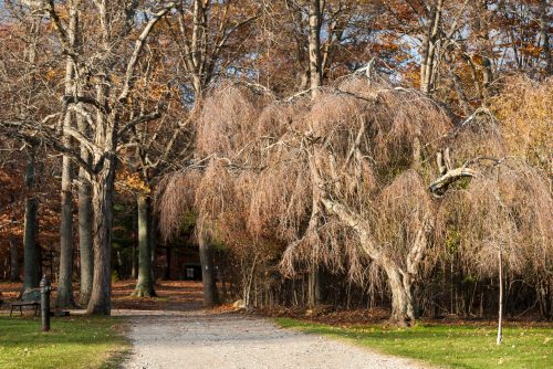 A winding gravel path through a forest with bare trees and autumn foliage. A weeping tree stands prominently.
