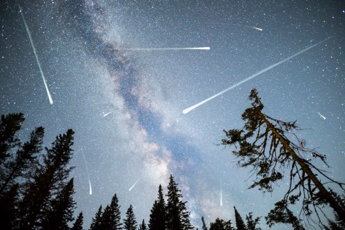 A starry night sky filled with meteors streaking across the Milky Way, framed by silhouetted trees.
