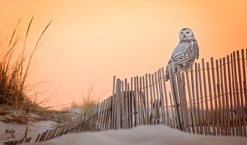 A snowy owl perched on a wooden fence against a soft orange sunset, surrounded by tall grass.