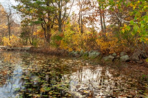 A serene pond surrounded by trees with autumn foliage, reflecting the colorful leaves on the water's surface.