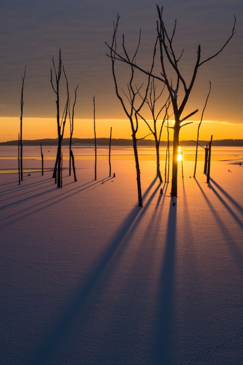 Silhouetted dead trees cast long shadows on a snowy landscape at sunset, with a serene lake in the background.