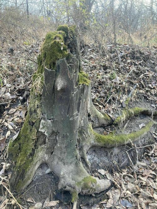 A weathered tree stump covered in moss, surrounded by dry leaves and sparse vegetation in a wooded area.