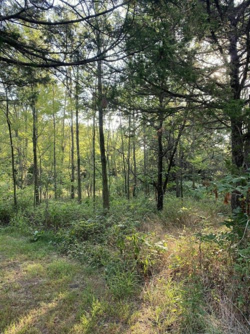 A serene forest scene with tall trees and lush greenery, illuminated by soft sunlight filtering through the leaves.