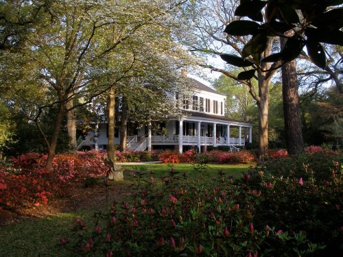 A charming two-story house surrounded by blooming azaleas and tall trees in a serene garden setting.