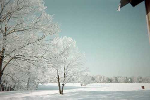 A serene winter landscape with snow-covered trees and a clear blue sky.