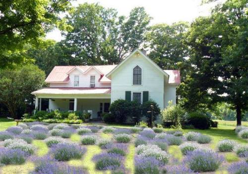 A charming white house with a red roof surrounded by lush greenery and a field of blooming lavender in the foreground.