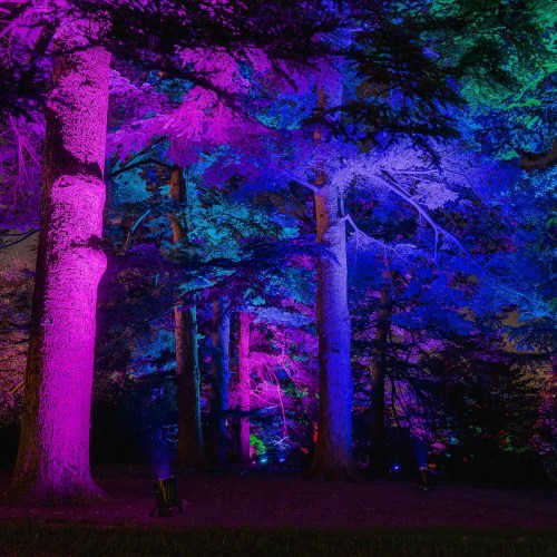 Vibrant trees illuminated in pink and blue lights, creating a colorful nighttime forest scene.