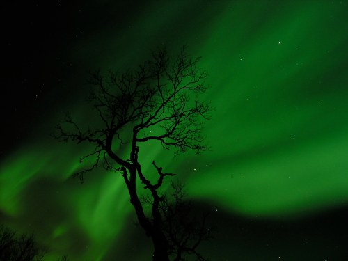 A silhouetted tree against a vibrant green aurora borealis in a dark night sky.