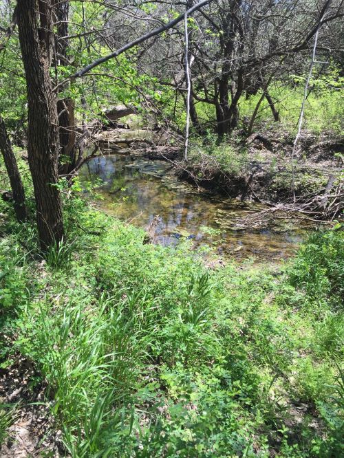 A serene creek flows through a lush green landscape, surrounded by trees and vibrant foliage.