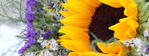 A close-up of a vibrant sunflower surrounded by purple and white flowers.