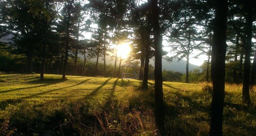 Sunlight filters through trees in a serene forest, casting long shadows on a grassy field.