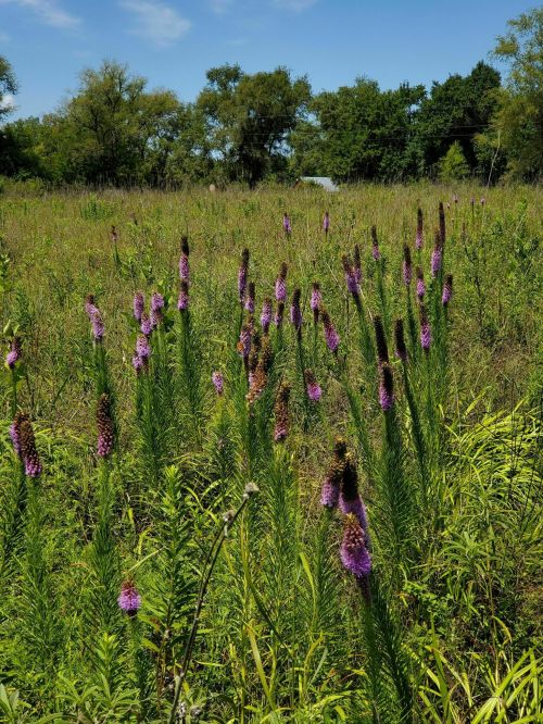 A field of tall green grass with clusters of purple flowers under a clear blue sky.