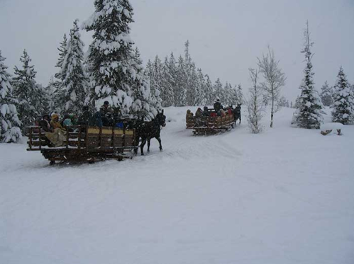 A horse-drawn sleigh carries passengers through a snowy landscape with pine trees.