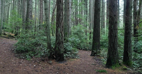 A serene forest scene with tall trees and a winding path surrounded by lush greenery.