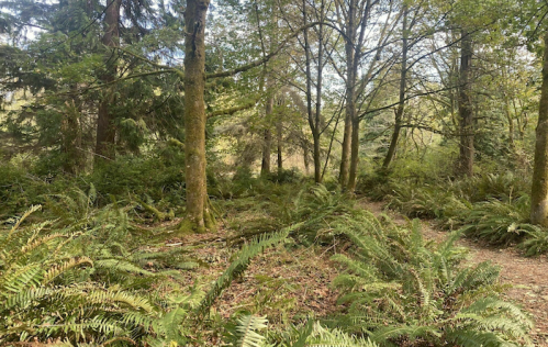 Lush green forest with tall trees and ferns, creating a serene and natural landscape.