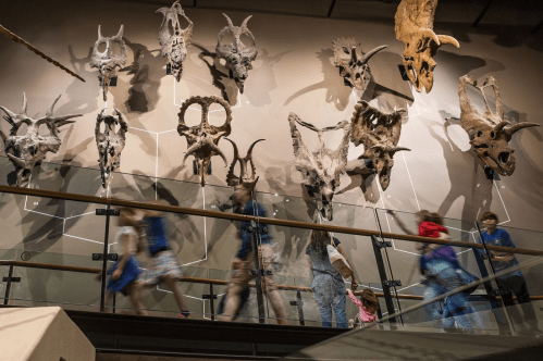 A display of dinosaur skulls on a wall, with visitors walking by on a glass railing.