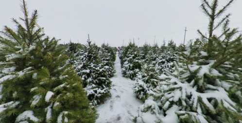 A snowy landscape filled with evergreen trees, with a narrow path winding through the trees.