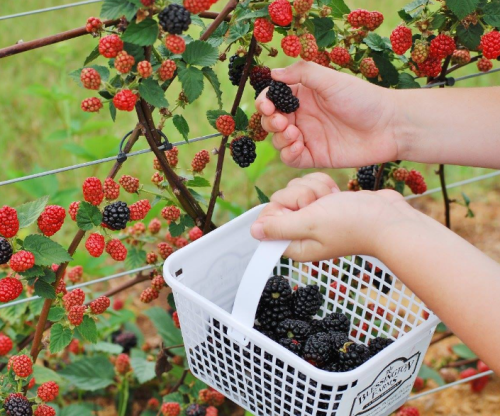 A person picks ripe blackberries from a bush, holding a basket filled with freshly gathered fruit.