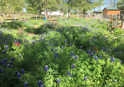 A vibrant field filled with bluebonnet flowers and greenery, surrounded by trees and rustic structures in the background.