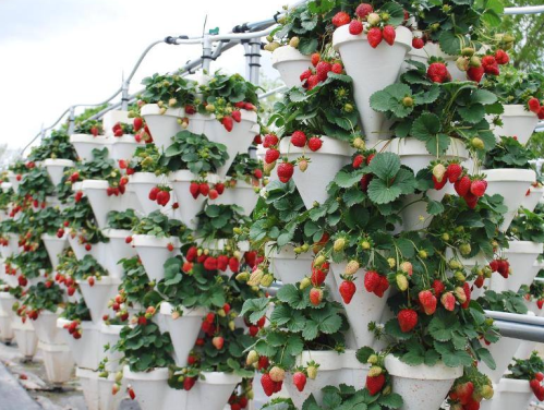 Vertical garden of white pots filled with lush green strawberry plants and ripe red strawberries.