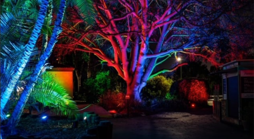 A vibrant tree illuminated with colorful lights, surrounded by lush greenery at night.