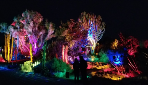 A vibrant desert garden illuminated with colorful lights at night, featuring various cacti and silhouettes of two people.