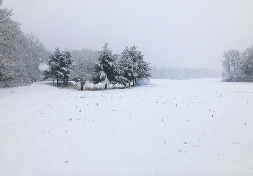 A snowy landscape with trees and a field blanketed in fresh snow, creating a serene winter scene.
