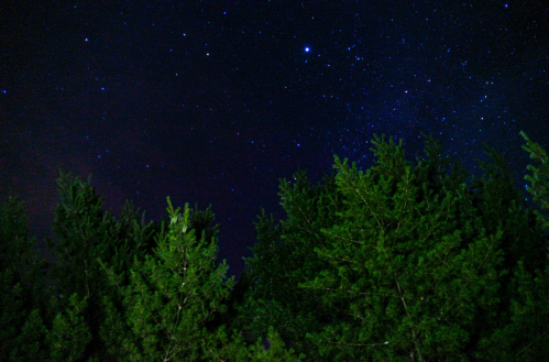 A starry night sky above tall green trees, creating a serene and tranquil atmosphere.