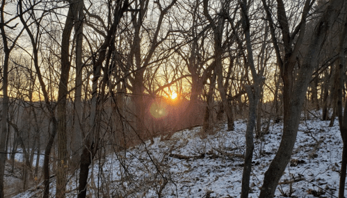 Sunset peeking through bare trees in a snowy landscape, creating a serene winter scene.