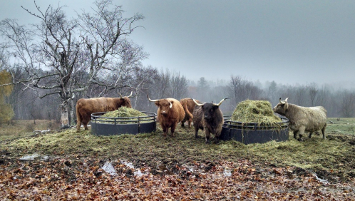 Five Highland cattle feeding on hay in a misty, overcast landscape with bare trees and fallen leaves.