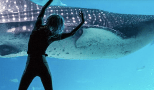 A person swims near a large whale shark in an aquarium, creating a striking underwater scene.