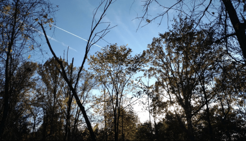 Silhouetted trees against a bright sky with a jet trail, capturing the essence of a serene autumn day.