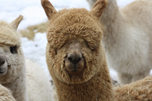 A close-up of a fluffy brown alpaca with a soft expression, surrounded by other alpacas in a snowy environment.