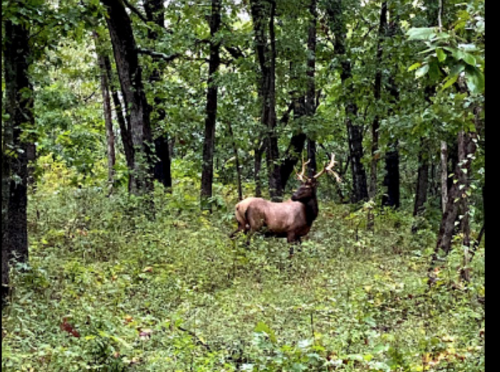 A lone elk stands in a lush, green forest surrounded by trees and underbrush.