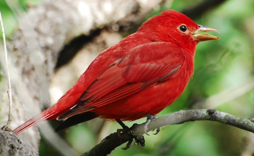 A vibrant red bird perched on a branch, surrounded by green foliage.