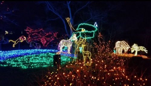Colorful holiday lights depicting various animals and trees in a dark outdoor setting.