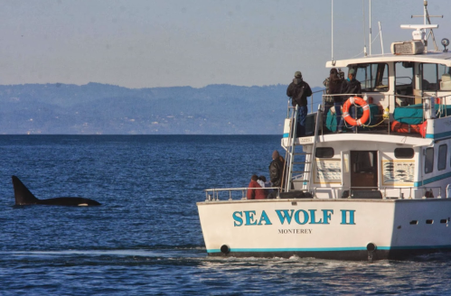 A boat named "Sea Wolf II" with people observing an orca in the water off the coast of Monterey.