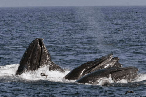 Three humpback whales are feeding at the surface of the ocean, creating splashes and blowing water vapor.