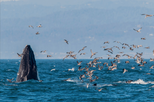 A humpback whale breaches the surface of the ocean, surrounded by a flock of seabirds in flight.