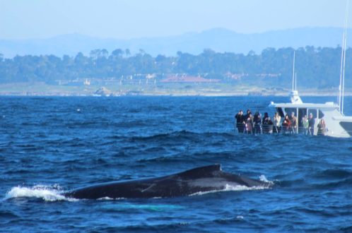 A whale surfaces near a boat with people observing it, set against a coastal landscape.