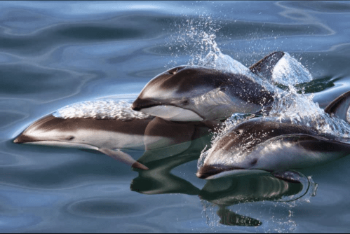 Three dolphins leaping out of calm blue water, creating splashes as they swim together.