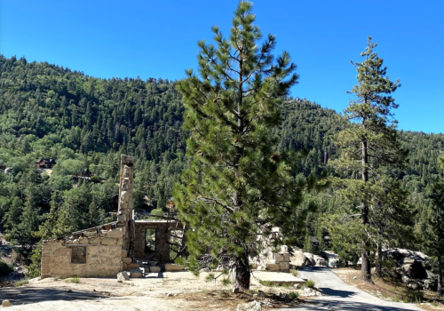A tall pine tree stands beside the ruins of a stone building, surrounded by lush green hills under a clear blue sky.