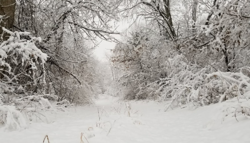 A snowy forest path surrounded by trees covered in thick white snow, creating a serene winter landscape.