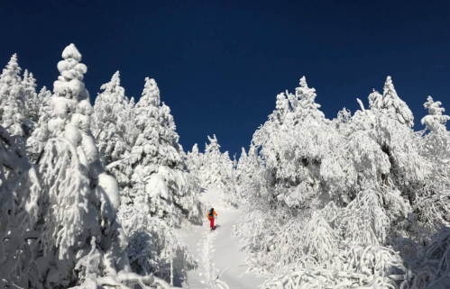 A person in bright clothing walks through a snowy landscape, surrounded by snow-covered trees under a clear blue sky.
